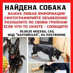 Подробнее об объявлении «Москва Найдена собака кобель метис овчарки» Фото: найдена собака  «Москва Найдена собака кобель метис овчарки» в г. Москва