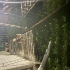 Подробнее об объявлении «Витебск Найдена собака» Фото: найдена собака  «Витебск Найдена собака» в г. Витебск