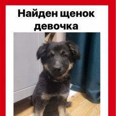 Подробнее об объявлении «Мытищи Найдена собака щенок, девочка» Фото: найдена собака  «Мытищи Найдена собака щенок, девочка» в г. Мытищи