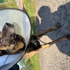 Подробнее об объявлении «Михнево Найдена собака кобель малинуа» Фото: найдена собака >  Бельгийская овчарка (грюнендаль,  малинуа, тервюрен) «Михнево Найдена собака кобель малинуа» в г. Михнево