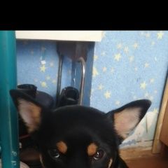 Подробнее об объявлении «Найдена собака кобель Братск» Фото: найдена собака  «Найдена собака кобель Братск» в г. Братск