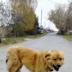 Подробнее об объявлении «Арамиль Найдена собака большой исток» Фото: найдена собака  «Арамиль Найдена собака большой исток» в г. Арамиль