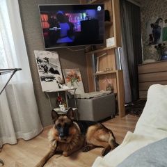 Подробнее об объявлении «Емельяново Найдена собака кобель» Фото: найдена собака Немецкая овчарка «Емельяново Найдена собака кобель» в г. Емельяново