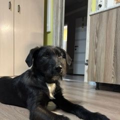 Подробнее об объявлении «Климовск Найдена собака кобель.» Фото: найдена собака  «Климовск Найдена собака кобель.» в г. Климовск