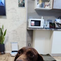 Подробнее об объявлении «Анапа Найдена собака» Фото: найдена собака Курцхаар «Анапа Найдена собака» в г. Анапа