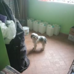 Подробнее об объявлении «Найдена собака мой тел. Севастополь» Фото: найдена собака  «Найдена собака мой тел. Севастополь» в г. Севастополь