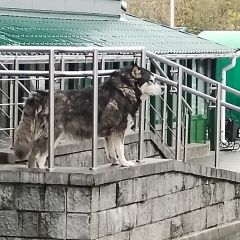 Подробнее об объявлении «Витебск Найдена собака кобель» Фото: найдена собака  «Витебск Найдена собака кобель» в г. Витебск