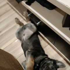 Подробнее об объявлении «Красноярск Найдена собака кобель» Фото: найдена собака  «Красноярск Найдена собака кобель» в г. Красноярск