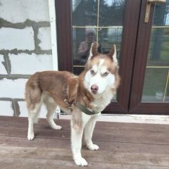 Подробнее об объявлении «Приозерск Найдена собака кобель» Фото: найдена собака  «Приозерск Найдена собака кобель» в г. Приозерск