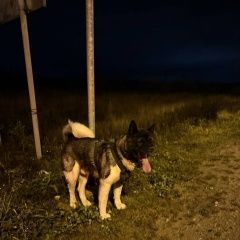 Подробнее об объявлении «Дмитров Найдена собака кобель» Фото: найдена собака Акита-ину «Дмитров Найдена собака кобель» в г. Дмитров