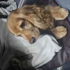 ����: ������� ������ ���������� �����-�������� ������ ������� ������ ������� � �. �����