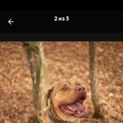 ����: ������� ������  �������� ������ ������ ������� ����� � �. ������� ����