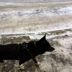 ����: ������� ������  ������ ������� ������.� � �. �����