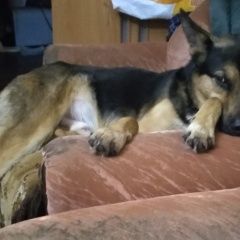 ����: ������� ������ ��������-����������� ������� �������� ������ ������ ���������� � �. ���������