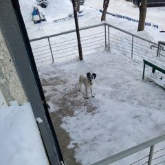 ����: ������� ������  �������� ������ �������� � �. ��������