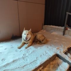 ����: ������� ������  �������� ������ ������ ����������� � �. �����������