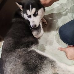 ����: ������� ������ ��������� ����� �������� ������ ������������ � �. ������������