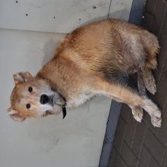 ����: ������� ������  �������� ������ ������ ����� ������ ������-��-���� � �. ������-��-����