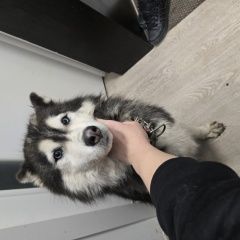 ����: ������� ������  ������� (���������� ���.) ������� ������ ������...� � �. ������ (���������� ���.)