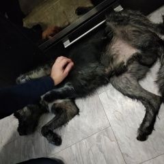 ����: ������� ������  �������-��-���� ������� ������ ������ �����...� � �. ������-��-����