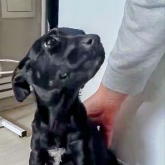 ����: ������� ������  �������� ������ ����� ������� ���� ���� ��� ����� � �. �����