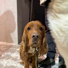 ����: ������� ������ ���������� �����-�������� �������� ������ ������ ��� � �. ���