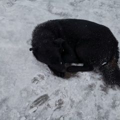 ����: ������� ������  �������� ������ ������ �������� � �. ������ ��������