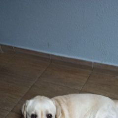 ����: ������� ������  ���������� ������� ������ ������ �������� � �. ���������