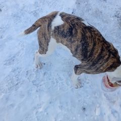 ����: ������� ������  ������� (���) ������� ������ � �. ������ (���)