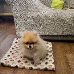 ����: ������� ������  �������� ������ ������ ����, �������. ������...� � �. ������ ��������