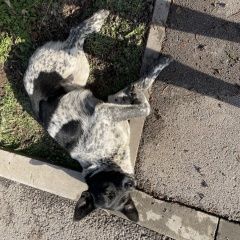 ����: ������� ������  �������� ������ ������ ������������ � �. �����������