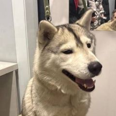 ����: ������� ������  ������������ ������� ������ ����� � �. �����������