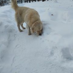 ����: ������� ������  �������� ������� ������ ������ �� �� ����������� � �. �������