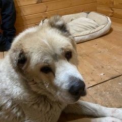 ����: ������� ������ ��������������� ������� ���������� ������� ������ ������ ������ � �. ���������