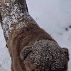 ����: ������� ������ ��������������� ������� ������������ ������� ������ ������ � �. �����������