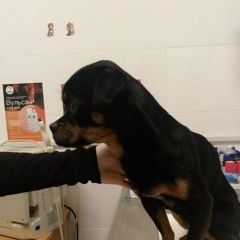 ����: ������� ������  �������� ������ ������ ������������ � �. ������������