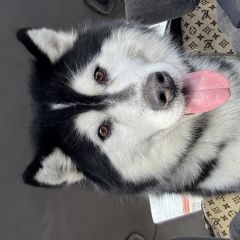 ����: ������� ������  ����� ������� ������ ������ � ������ �����...� � �. ����