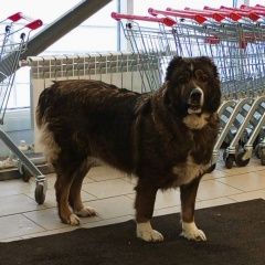 ����: ������� ������  ������������ ������� ������ ����� ������� � �. �����������