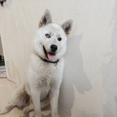 ����: ������� ������  �������� ������ ������ ��������������� (��������.)� � �. ��������������� (��������.)