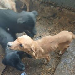 ����: ������� ������  ������� ������� ������ ���������� �������...� � �. ������