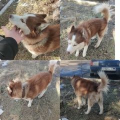 ����: ������� ������  �������� ������ ������ ���������� �����...� � �. ������ (���)