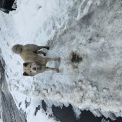 ����: ������� ������  �������� ������ ����� � �. �����