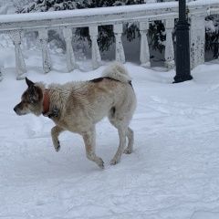 ����: ������� ������  ����������� ������� ������ ������, � ����������...� � �. ����������