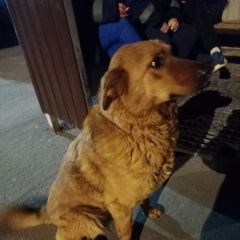 ����: ������� ������  ����� ������� ������ ������������ ������, ����...� � �. ����