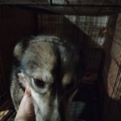 ����: ������� ������  �������� ������� ������ ����� ���� � �. �������