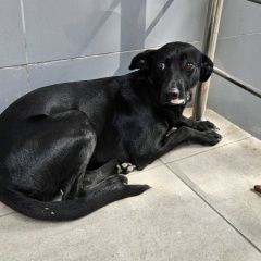 ����: ������� ������  �������� ������ ������������ � �. �����������