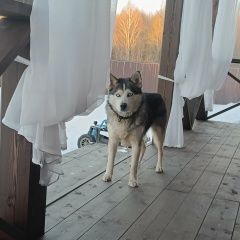 ����: ������� ������  �������� ������ ����������� � �. �����������