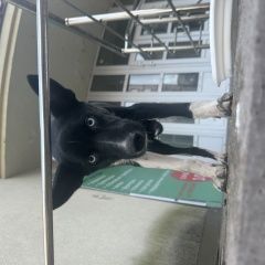 ����: ������� ������  �������� ������ ���� ������� ������� � �. �������