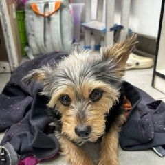 ����: ������� ������  �������� ������ ������ � �. ������