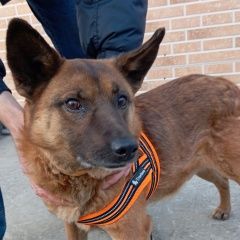 ����: ������� ������  �������� ������� ������ ������ ������ ������� �...� � �. �������